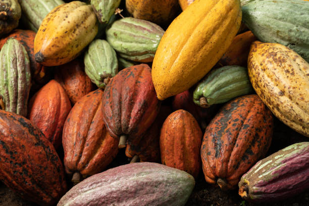 fruits